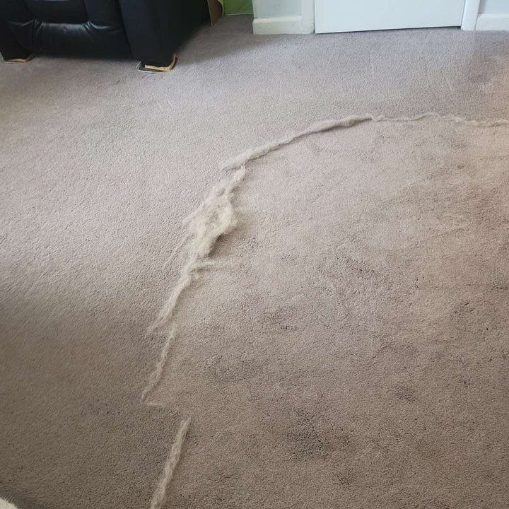 Pet Hair Remover Scraper Xtra Pawsh Style