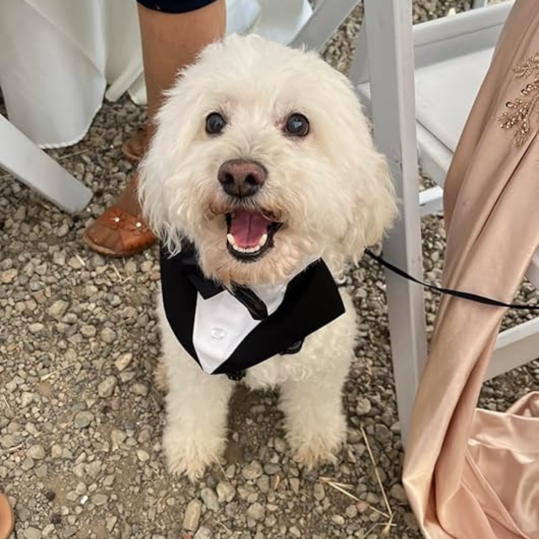 Small Dog Bowtie Tuxedo Suit – 2-Piece Set (Vest & Bow Tie Collar) – Adjustable Fit for Small Breeds My Store