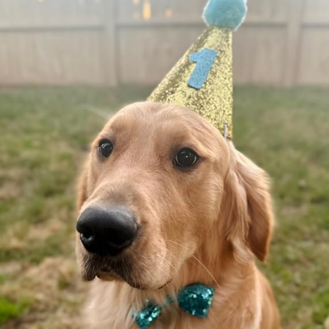 Dog Birthday Boy Bandana, Puppy 1St Birthday Party Supplies, Pet Party Hat Scarf Bowtie Banner Set for Small Medium Dogs (Small&Medium) My Store