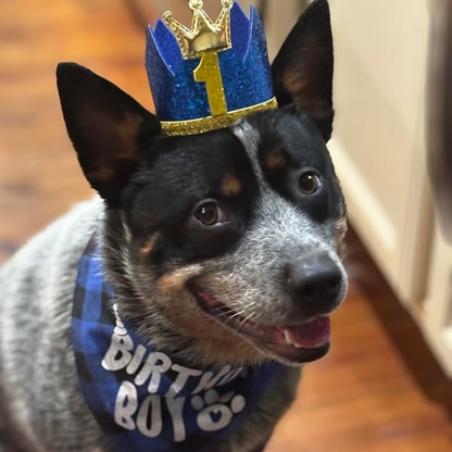 Dog Birthday Party Set – Hat, Bandana, Bow Tie, Balloons & Banner My Store