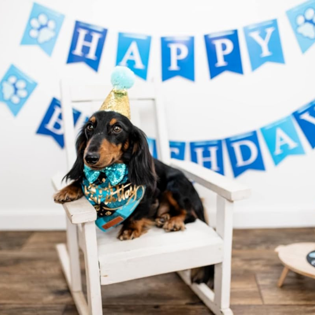 Dog Birthday Boy Bandana, Puppy 1St Birthday Party Supplies, Pet Party Hat Scarf Bowtie Banner Set for Small Medium Dogs (Small&Medium) My Store