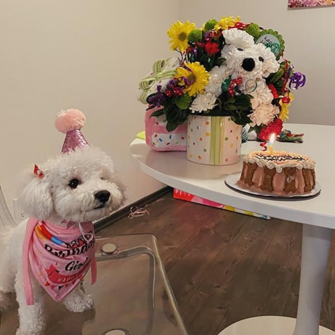 Dog Birthday Party Supplies - Bandana Hat Banner Set with Boy & Girl Cute Bow Tie Scarf - Dog Birthday Decorations (Pink, Girl) My Store