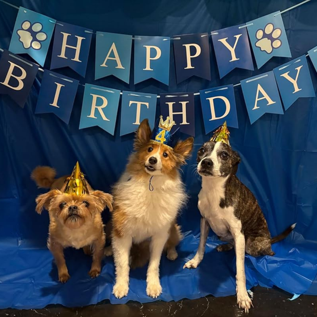 Dog Birthday Party Set – Hat, Bandana, Bow Tie, Balloons & Banner My Store