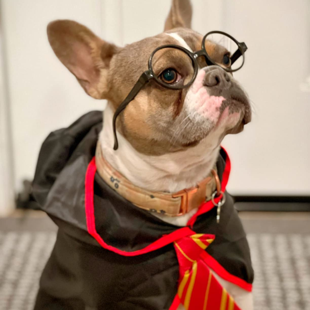 Halloween Wizard Costume for Dogs & Cats – Soft Hoodie with Glasses My Store