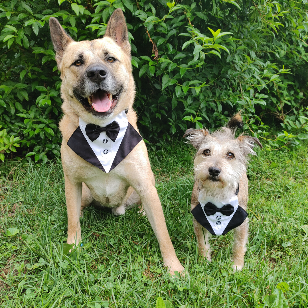 Formal Dog Tuxedo Bandana Collar with Bow Tie – Adjustable Fit for Dogs My Store