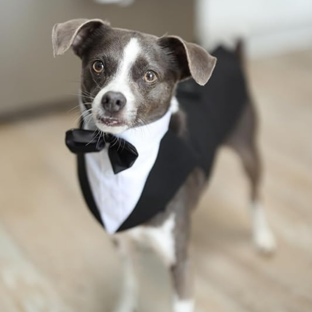 Small Dog Bowtie Tuxedo Suit – 2-Piece Set (Vest & Bow Tie Collar) – Adjustable Fit for Small Breeds My Store