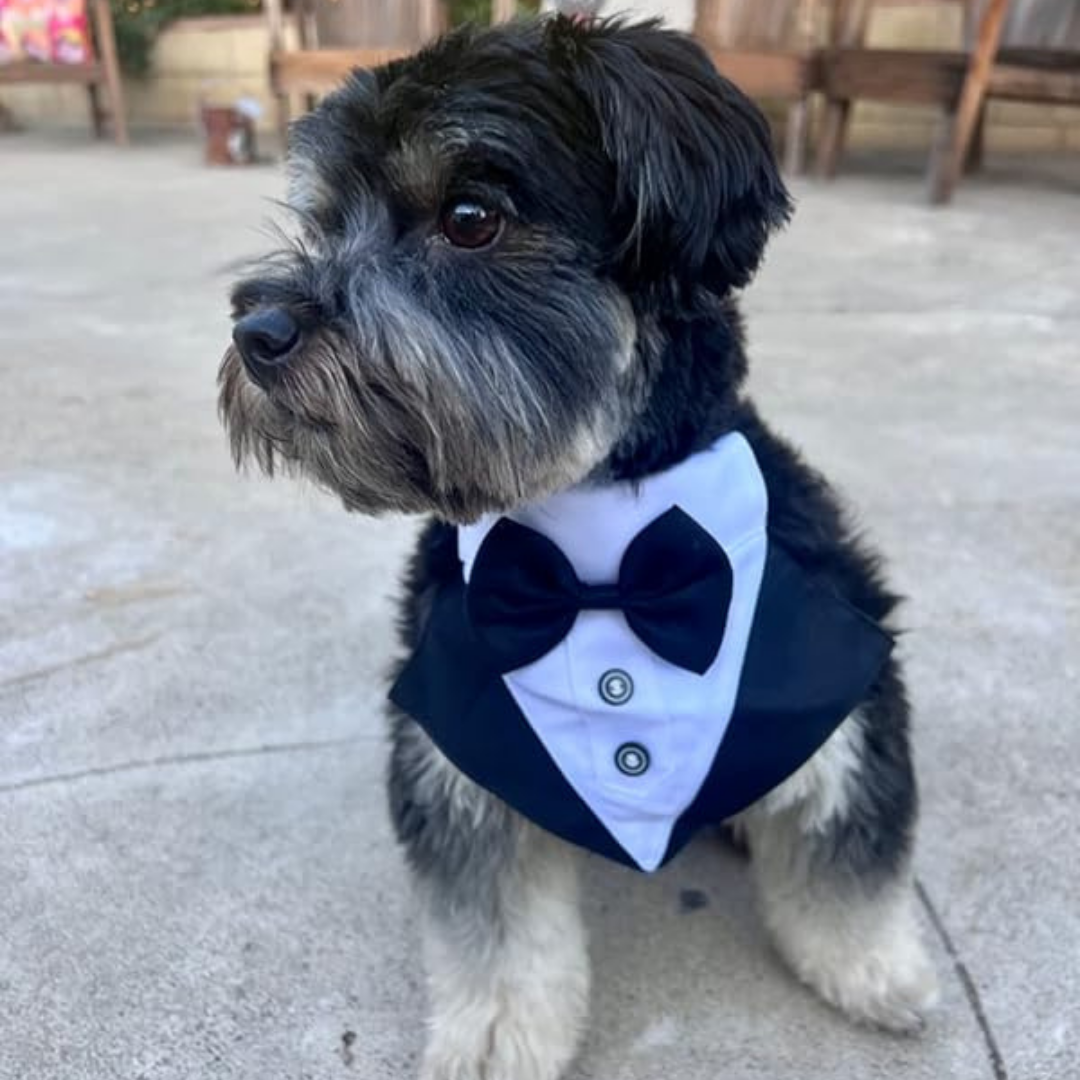 Formal Dog Tuxedo Bandana Collar with Bow Tie – Adjustable Fit for Dogs My Store