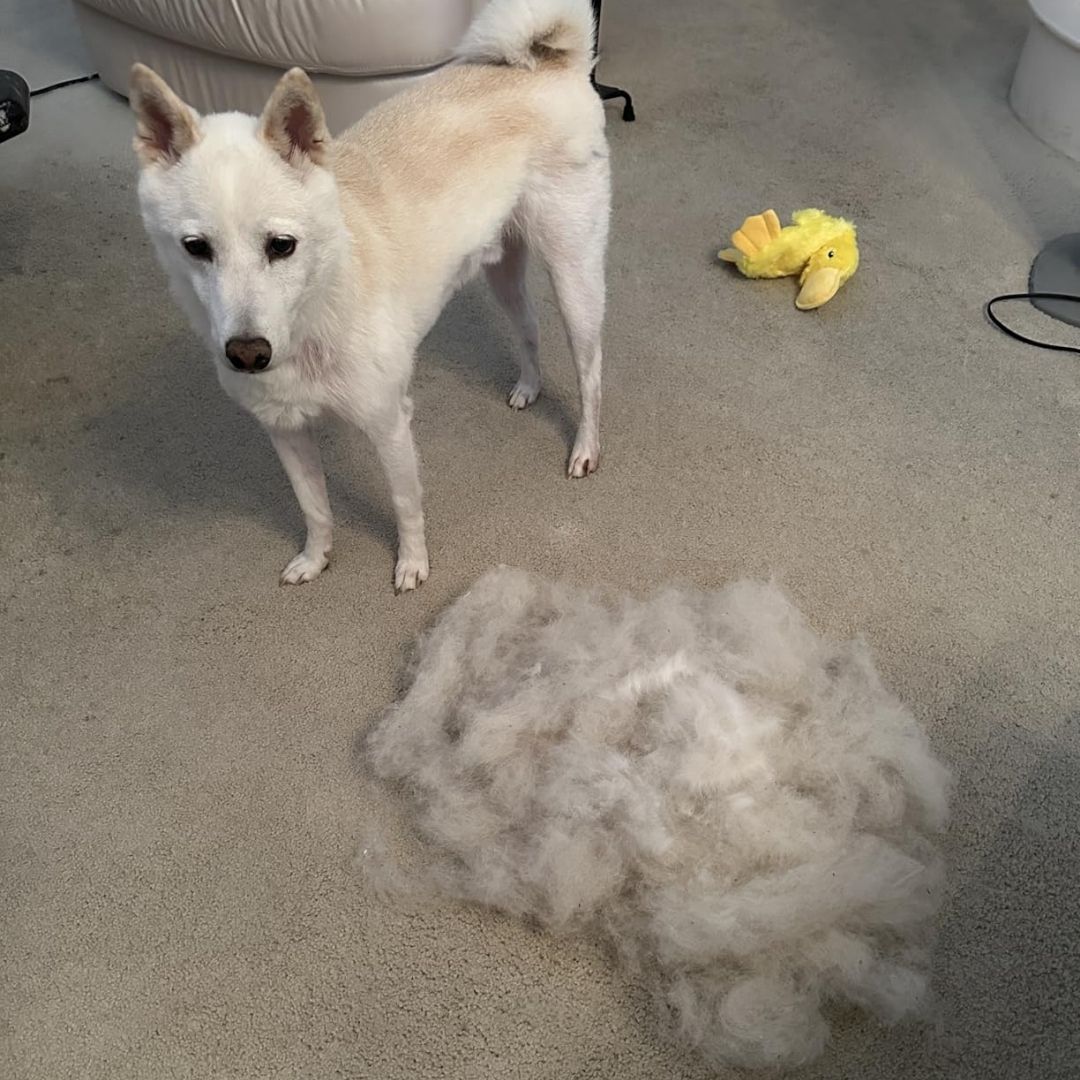 Pawsh Pet Hair Remover Rake