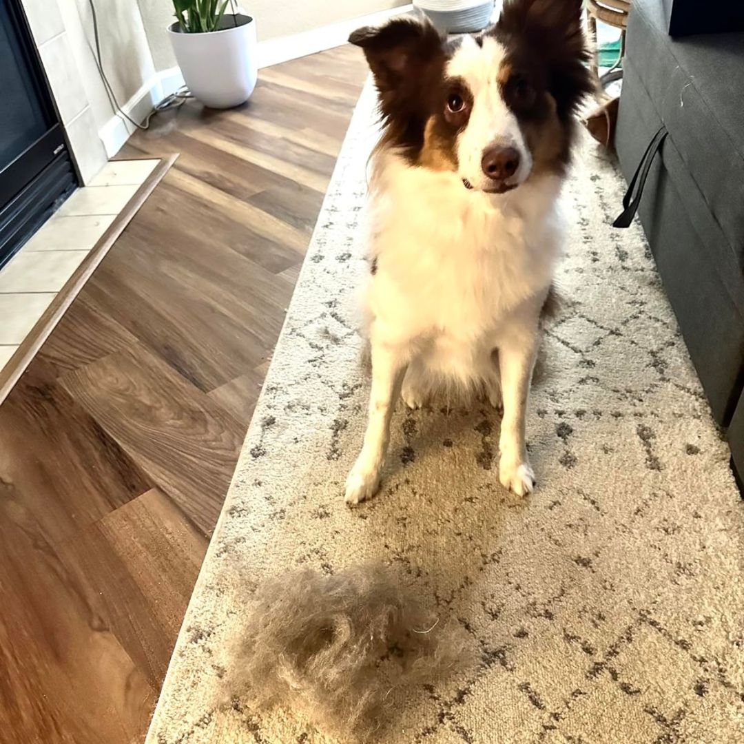 Pawsh Pet Hair Remover Rake