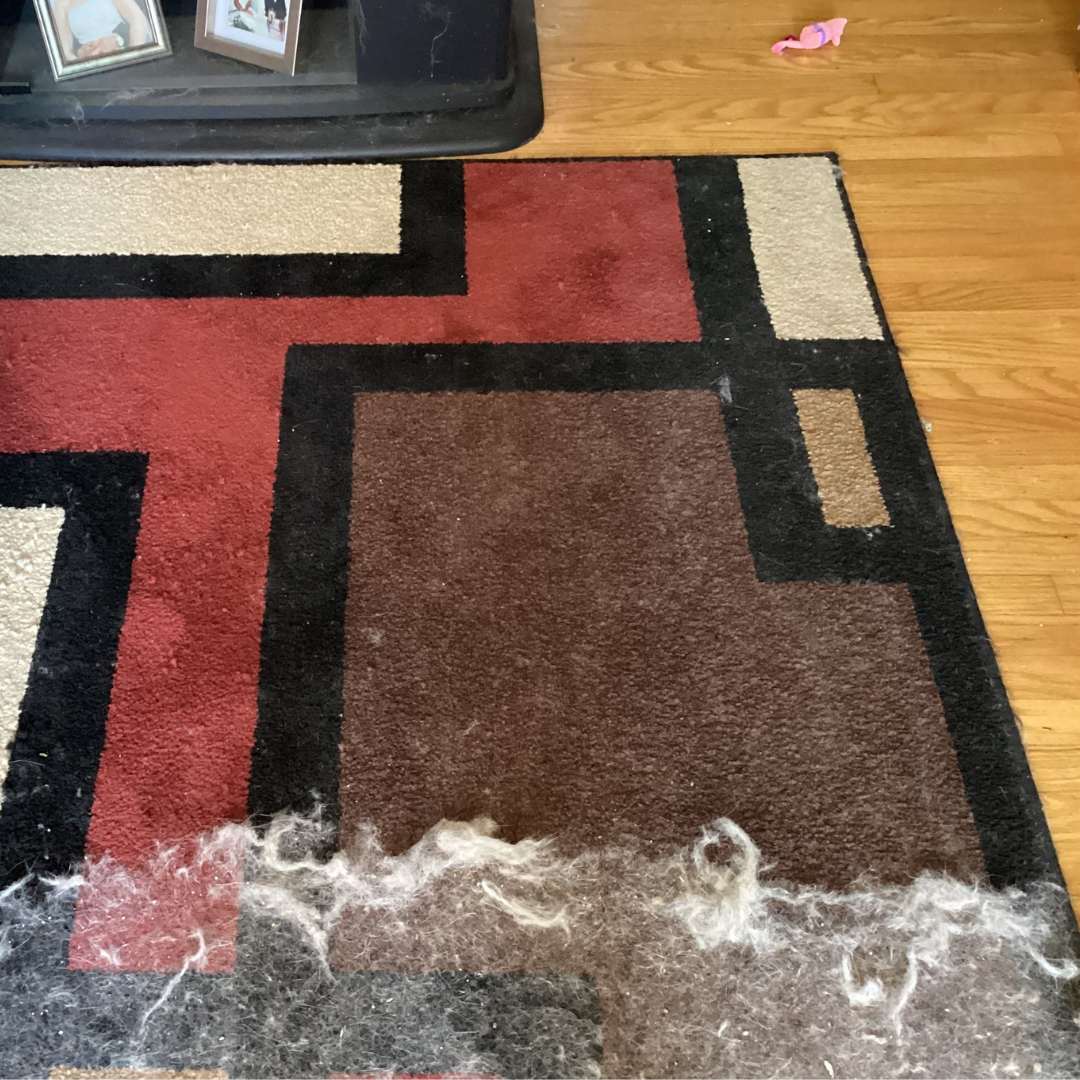 Plastic Long Handled Broom Mop Brush Remover Dog Hair Remover Adhesive Brush Pet Broom Cat Hair Remover Dog Hair Scraper Pawsh Style